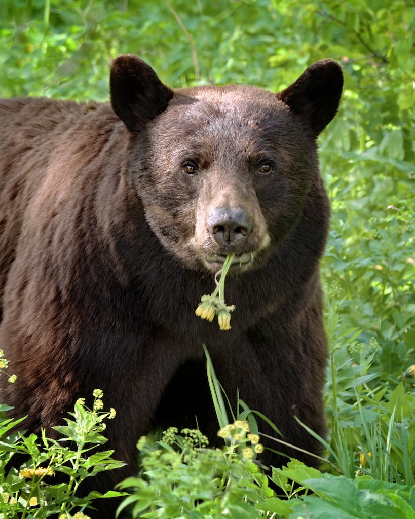 forever bears flowers